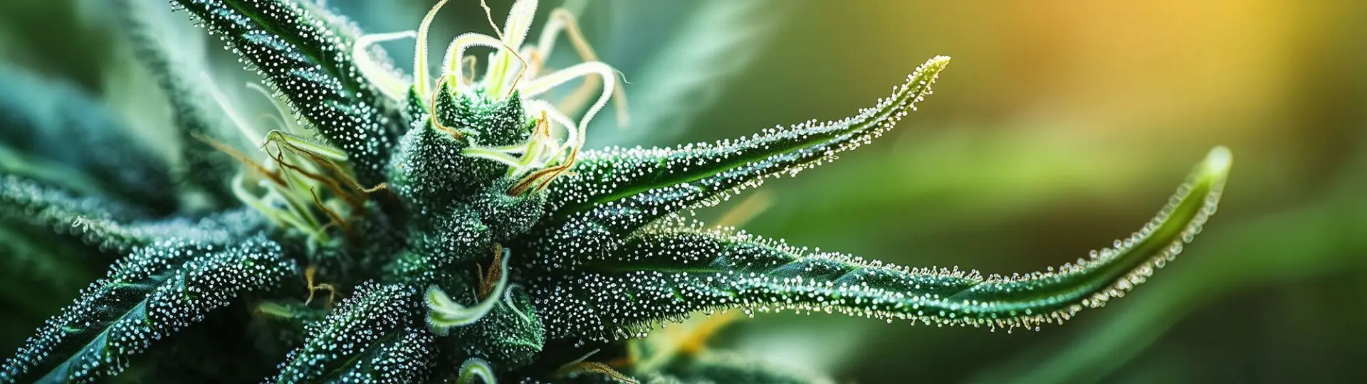 Cannabispflanze